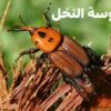 نابل : خطر إنتشار حشرة سوس النخيل
