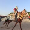 حفوز : مهرجان المشمش الشاشي خيط الواد 