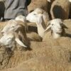 37% من التونسيين غير قادرين على شراء الأضاحي