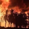 السيطرة على حريق واحة العرق بتوزر:بعد نحو 09 ساعات من المجهودات