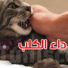 سوسة … خدش قطة مصابة بداء الكلب ينهي حياة تلميذ
