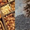 وزارة الصحة … تأمين عمليات رقابية لمادة الزقوقو و الفواكه الجافة بمناسبة الإحتفال بالمولد النبوي الشريف