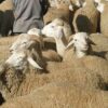 القيروان: انطلاق نقطة بيع بالميزان لاضاحي العيد بداية من يوم 26 ماي الجاري