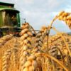 ديوان الحبوب:كميات الحبوب المجمّعة تبلغ 9.2 مليون قنطار