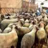 مرض “بومريرة”: وزارة الفلاحة تدعو مربي الماشية إلى اليقظة وأخذ الاحتياطات اللازمة