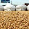 القيروان : كمية الحبوب المجمعة إلى حدود 02 جويلية بلغت 706 ألاف قنطار