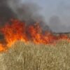 باجة : السيطرة على حريق أتى على حوالي 5 هكتارات من مزارع الحبوب