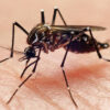 وزارة الصحة توضّح بخصوص ما تم تداوله حول فيروس ” Chikungunya “