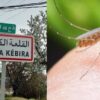 سوسة : لدغة وشواشة تحيل شاب إلى المستشفى