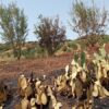 حريق يأتي على هكتارين من غابة زياتين في غار الدماء