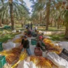 صابة تمور واعدة لموسم 2025/2026: وزارة الفلاحة تدعو إلى تعزيز جودة المنتوج والتسويق الخارجي