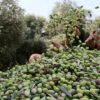 سيدي بوزيد:انطلاق موسم جني الزيتون