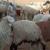 إطلاق طلب عروض دولي لتوريد خرفان استعدادا لعيد الأضحى