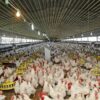 المصالح البيطرية تدعو مربي الدواجن إلى اتخاذ إجراءات عاجلة لحماية القطعان من الإجهاد الحراري